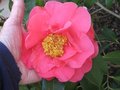 vignette Camellia reticulata Francie L et sa très grande fleur au 19 03 10