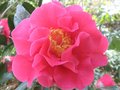 vignette Camellia reticulata Captain Rawes gros plan de la fleur au 19 03 10