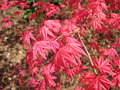 vignette Acer palmatum 'Shindeshojo'