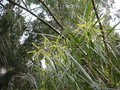 vignette Acacia harpophylla