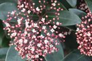 vignette skimmia japonica obsession s'ouvre
