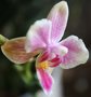 vignette 13)orchide phal