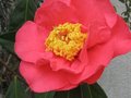 vignette Camellia reticulata Francie L au 19 03 10