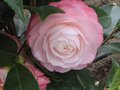 vignette Camellia japonica Désire toujours aussi beau au 19 03 10