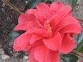 vignette Camellia japonica Mark Alan au 19 03 10