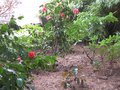 vignette Camellias reticulata en compagnie de rhododendrons au 19 03 10