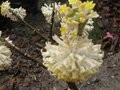 vignette Edgeworthia chrysantha au 19 03 10