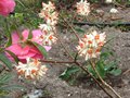 vignette Edgeworthia chrysantha red dragon au 19 03 10