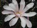 vignette Magnolia Leonard Messel gros plan de la fleur au 19 03 10