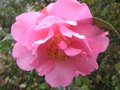 vignette Camellia williamsii Mary Phoebe Taylor autre vue gros plan au 19 03 10