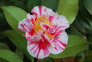 vignette Camellia japonica 'Smellie Nellie'