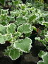 vignette Brassica oleracea var capitata 'Joseph Coterel'