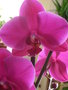 vignette phalaenopsis 20/03/10