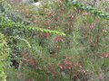 vignette Grevillea rosmarinifolia au 20 03 10