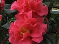 vignette Camellia reticulata Captain rawes au 20 03 10