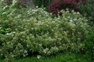 vignette Olearia albida