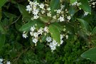 vignette Olearia albida