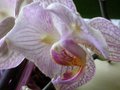 vignette Orchide