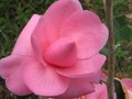 vignette Camellia inconnu au 20 03 10