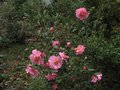 vignette Camellia williamsii Mary Phoebe Taylor au 20 03 10