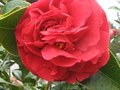 vignette Camellia japonica Kramers suprme autre vue au 20 03 10