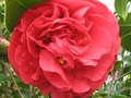 vignette Camellia japonica Kramers suprême au 20 03 10