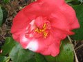 vignette Camellia japonica R.L.Wheeler variegated au 20 03 10