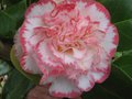 vignette Camellia japonica Margareth Davies Picottee au 20 03 10