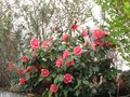 vignette Camellia japonica Chandleri elegans toujours magnifique au 20 03 10