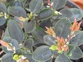 vignette Rhododendron Hongkongiensis en pleine pousse au 20 03 10