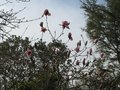 vignette Magnolia Iolanthe au 20 03 10