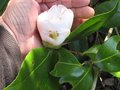 vignette Camellia japonica Mrs.D.W.Davies et son norme bouton au 21 03 10