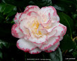vignette Camlia ' MARGARET DAVIS ' camellia japonica