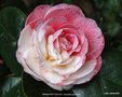 vignette Camlia ' MARGARET DAVIS ' camellia japonica
