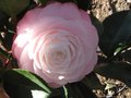 vignette Camellia japonica Desire autre vue au 22 03 10