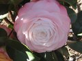 vignette Camellia japonica Dsire au 22 03 10