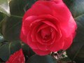 vignette Camellia japonica Margherita Coleoni le beau ténébreux au 22 03 10