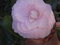 vignette Camellia japonica Cherryll Lynn premires fleurs au 22 03 10