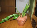 vignette epiphyllum cooperi pot 22 cm