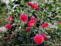 vignette Camlia ' CARQUEFOU ' camellia japonica