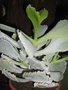 vignette Cotyledon undulata