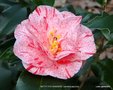 vignette Camlia ' BETTY FOY SANDERS ' camellia japonica