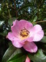 vignette Camellia saluenensis