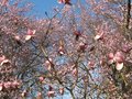 vignette Magnolia Iolanthe sur un fond de prunus pissardii au 22 03 10