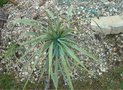 vignette Yucca hybride Rigida x Rostrata