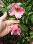 vignette Camellia reticulata
