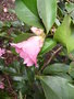 vignette Camellia reticulata