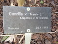 vignette Camellia x 'Francie L.'