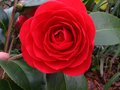 vignette Camellia japonica coquettii au 23 03 10