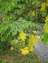 vignette Cassia sieberiana